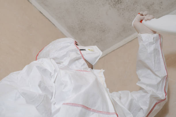 Reliable Shannondale, WV Mold Remediation Solutions