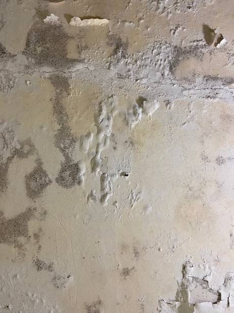 Best Crawl Space Mold Remediation in Shannondale, WV