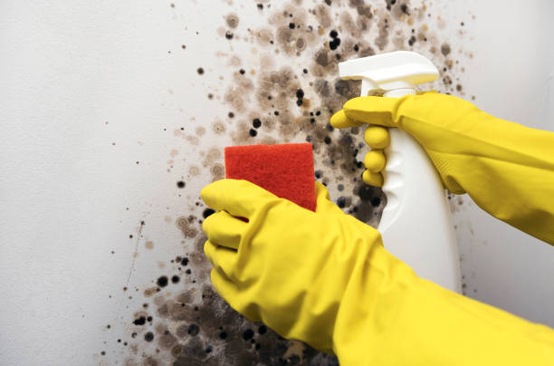 Best Localized Mold Remediation (e.g., coastal areas, humid climates) in Shannondale, WV
