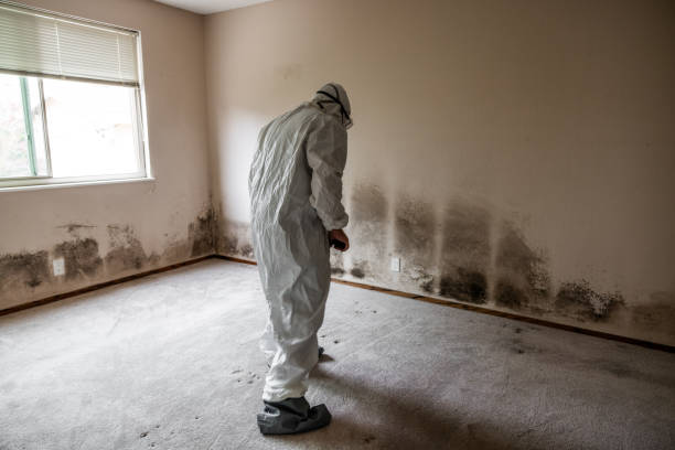 Best DIY Mold Remediation Support Services in Shannondale, WV