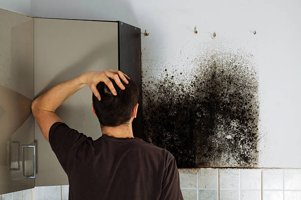 Best Black Mold Remediation in Shannondale, WV